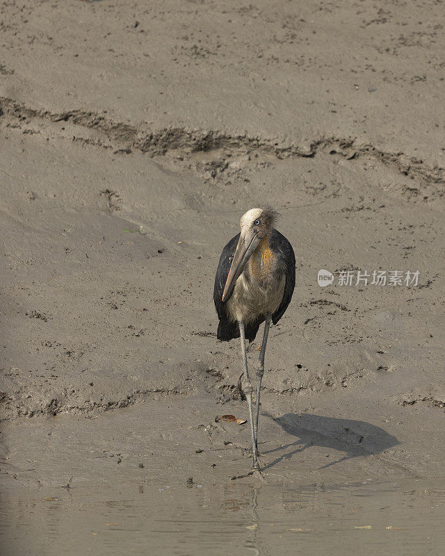 Lesser Adjutant Stork, Leptoptilos javanicus, Sundarbans NP, 印度